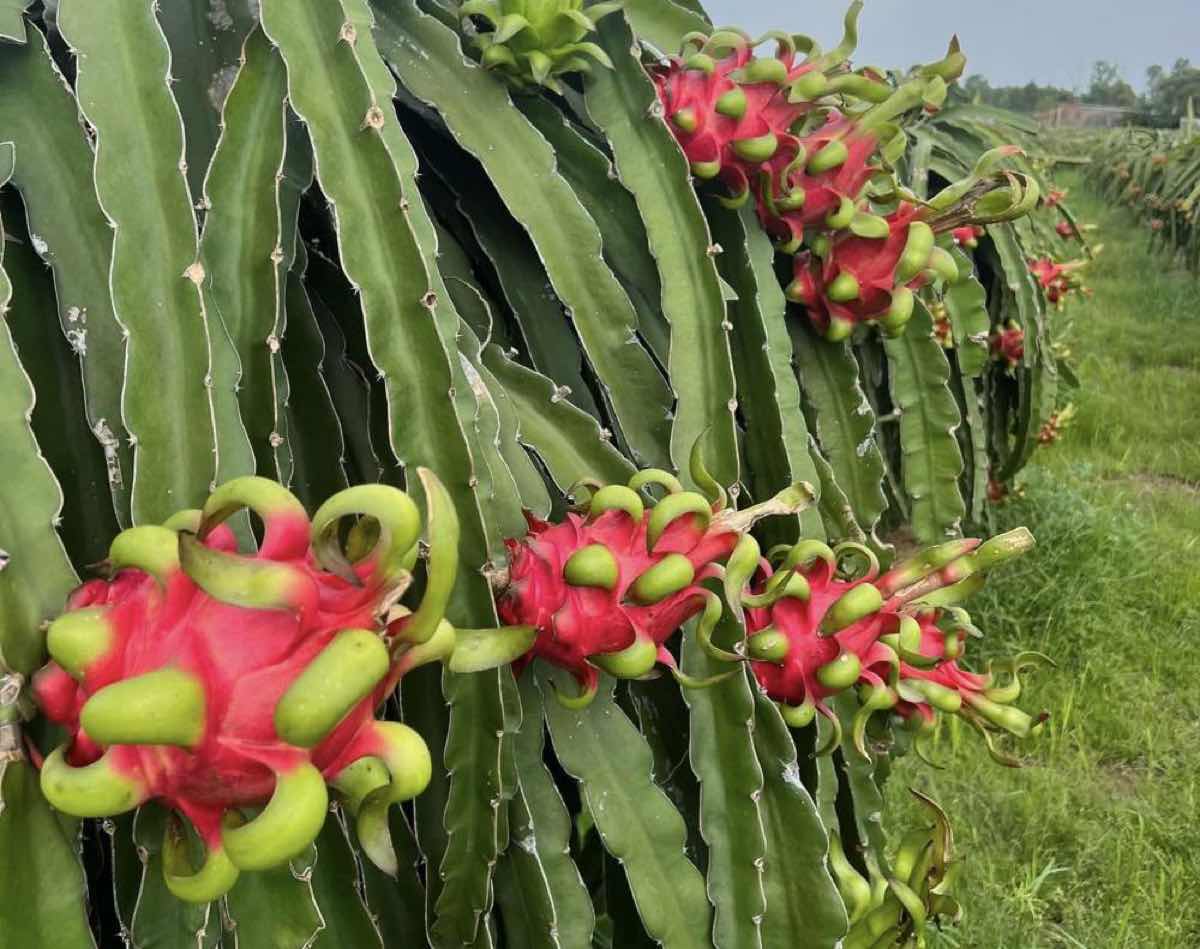 Garden of red-fleshed dragon fruit when ripe. Photo: Duy Tuan