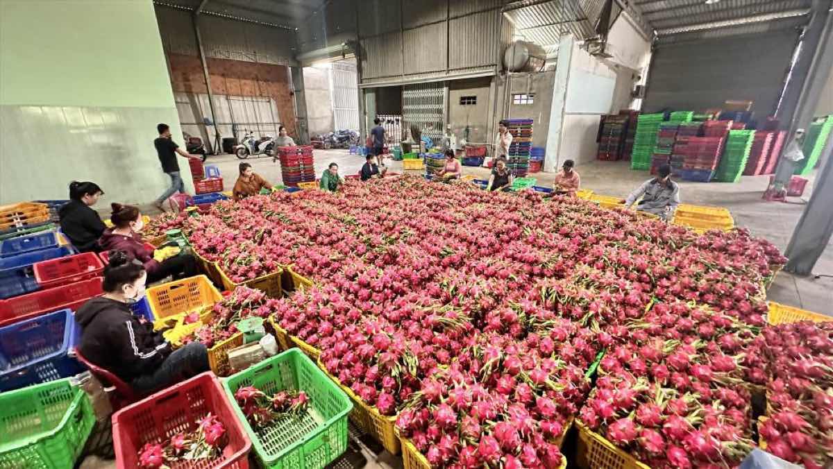 Traders buy dragon fruits to the warehouse. Photo: Duy Tuan