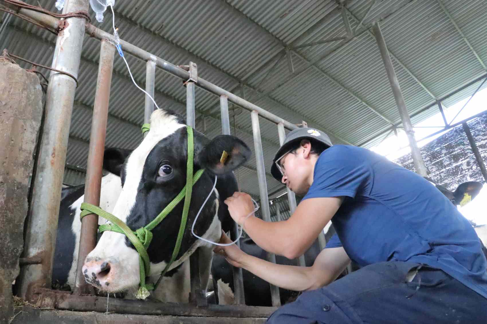 Nhiều con bò sữa mắc bệnh tiêu chảy ở Lâm Đồng nay đã hồi phục sức khỏe. Ảnh: Bảo Lâm