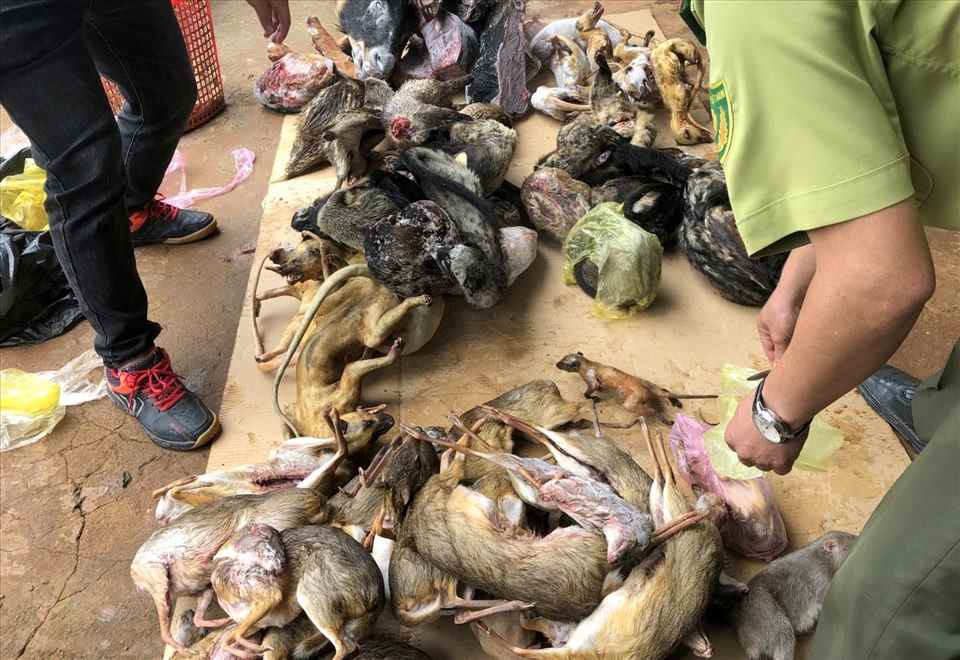Một vụ việc tàng trữ buôn bán động vật hoang dã ở Lâm Đồng. Ảnh: Bảo Lâm