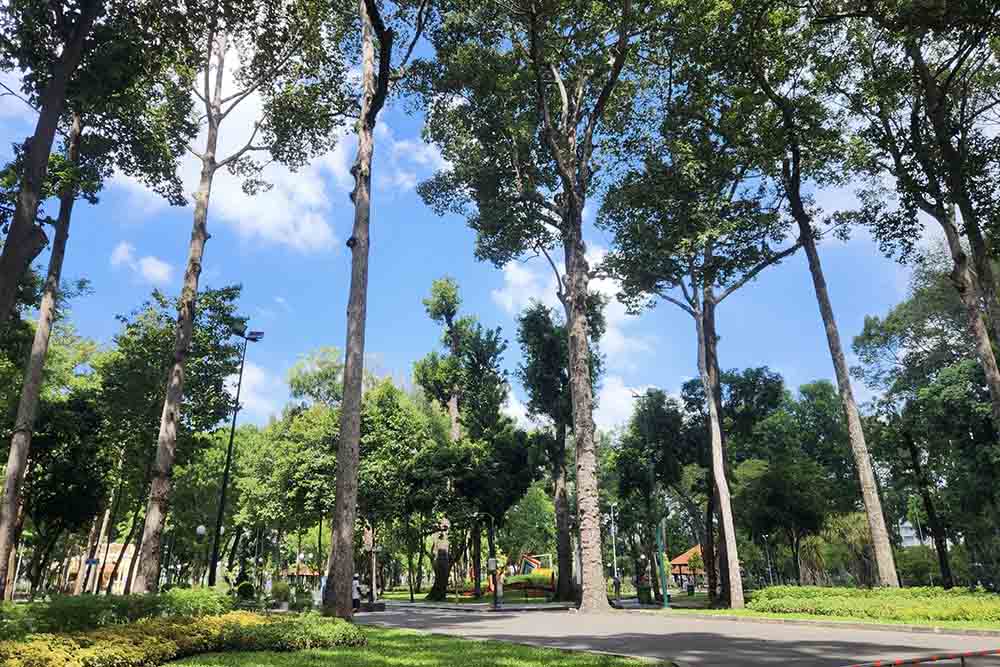 Many category 3 (dangerous level) trees in Tao Dan Park have had their branches trimmed, avoiding unfortunate risks for people exercising in the park.