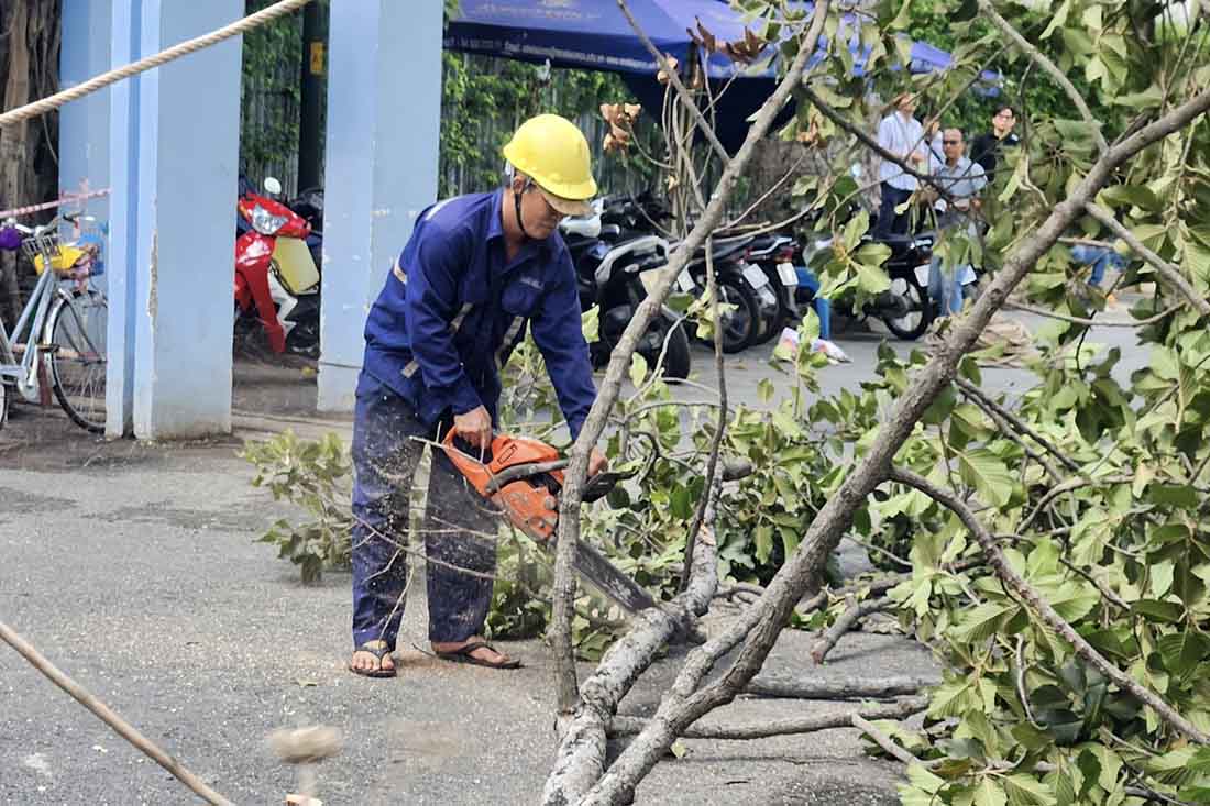 It is known that Green Tree Park Company Limited is currently managing and taking care of over 7,000 type 3 trees in Ho Chi Minh City. In particular, Tao Dan park has many tall ancient trees such as black star trees, oil trees... that are being enhanced with care and maintenance by the unit.