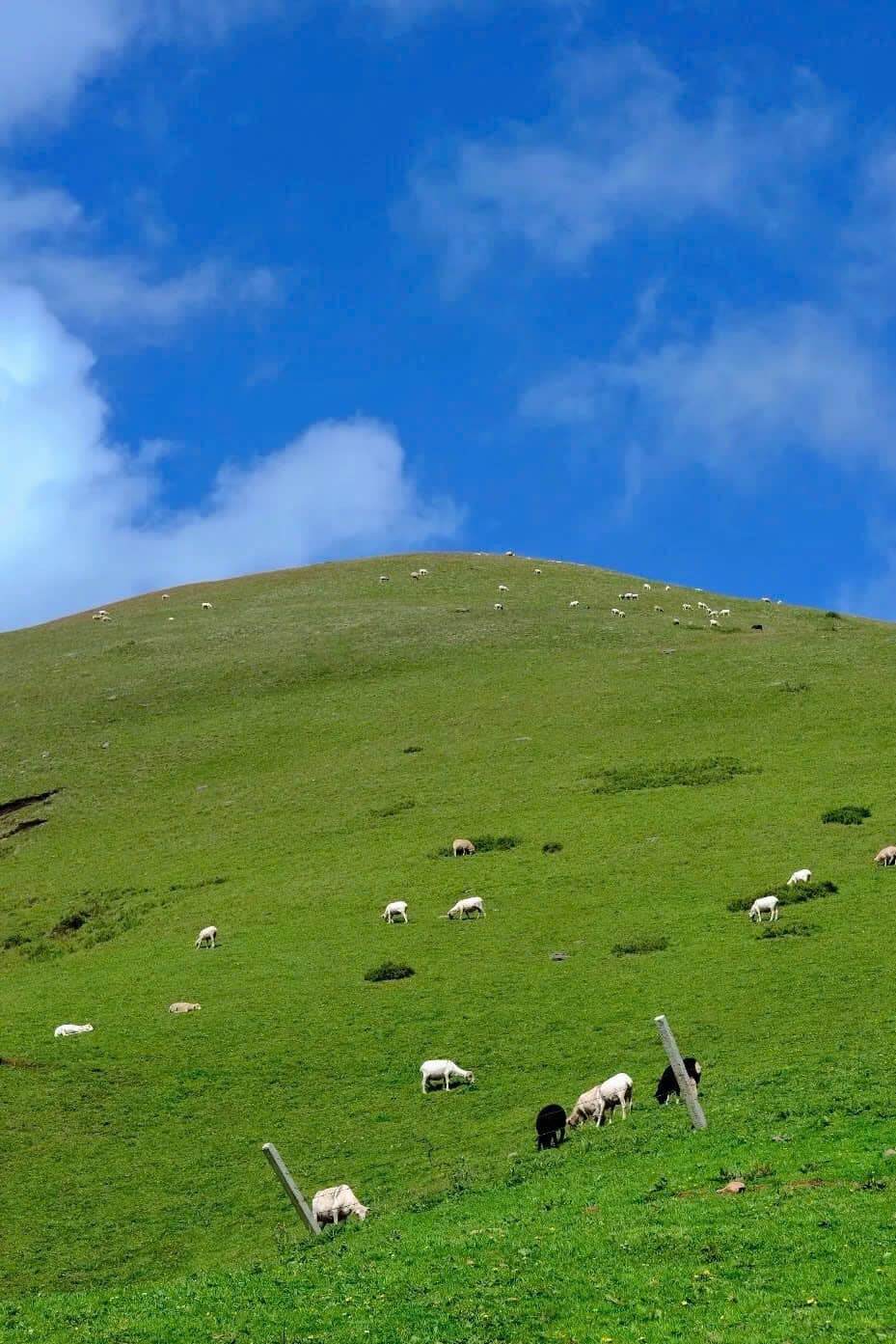 In addition to the mountains as high as the blue clouds, Dai Hai Thao has vast, green steppes stretching to the horizon, as beautiful as any Swiss steppe.