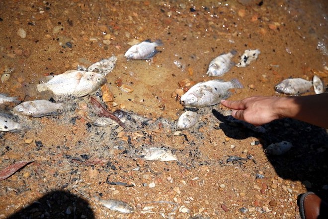 Dead fish washed ashore at Rao Da lake. Photo: Cong Sang