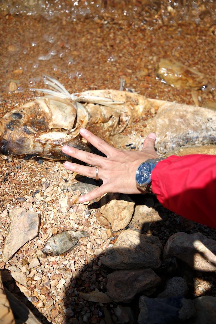 Many dead fish weighed 5-6kg. Photo: Cong Sang