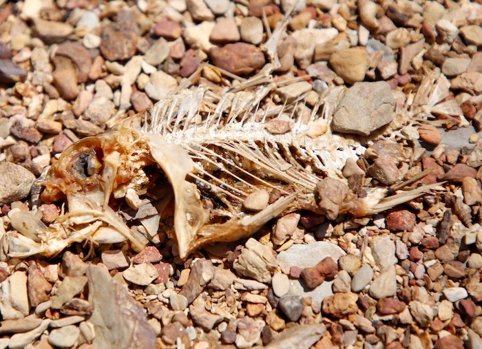 Many tilapia die with only skeletons remaining. Photo: Cong Sang