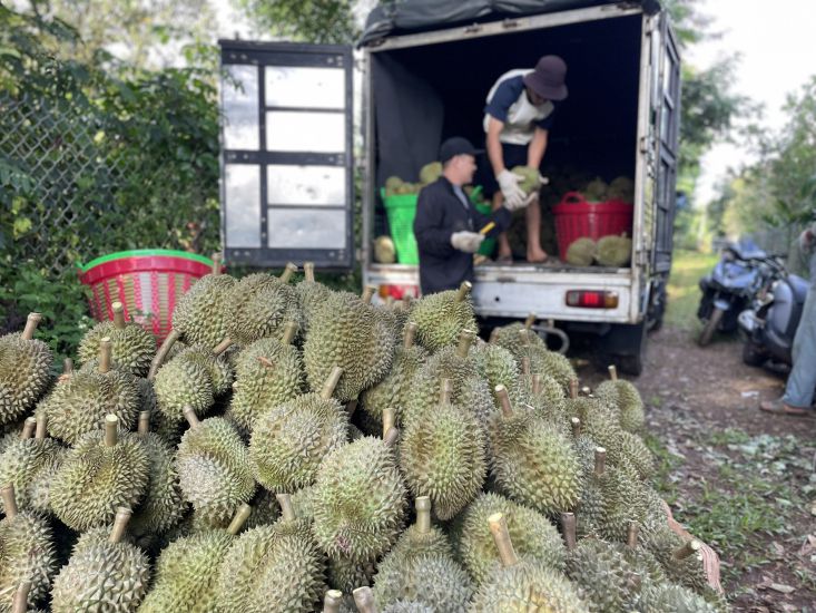 Được mùa và được giá, nông sản Việt tự tin vượt mục tiêu xuất khẩu. Ảnh: Bảo Trung 