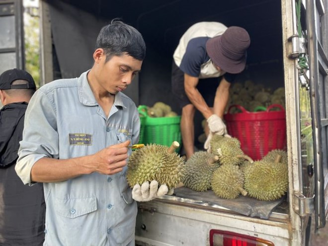 Khát vọng đưa thương hiệu sầu riêng Đắk Lắk vươn tầm quốc tế