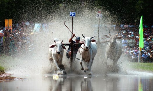 Hình ảnh đặc sắc trong Lễ hội đua bò Bảy Núi. Ảnh: Lục Tùng