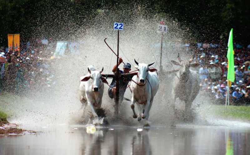 Hình ảnh đặc sắc trong Lễ hội đua bò Bảy Núi. Ảnh: Lục Tùng