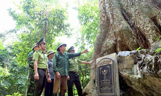Ông Nông Văn Thiên (thứ 2 từ phải sang) cùng lực lượng kiểm lâm đồng lòng giữ rừng, bảo vệ những cây nghiến nghìn năm tuổi. Ảnh: Văn Tùng