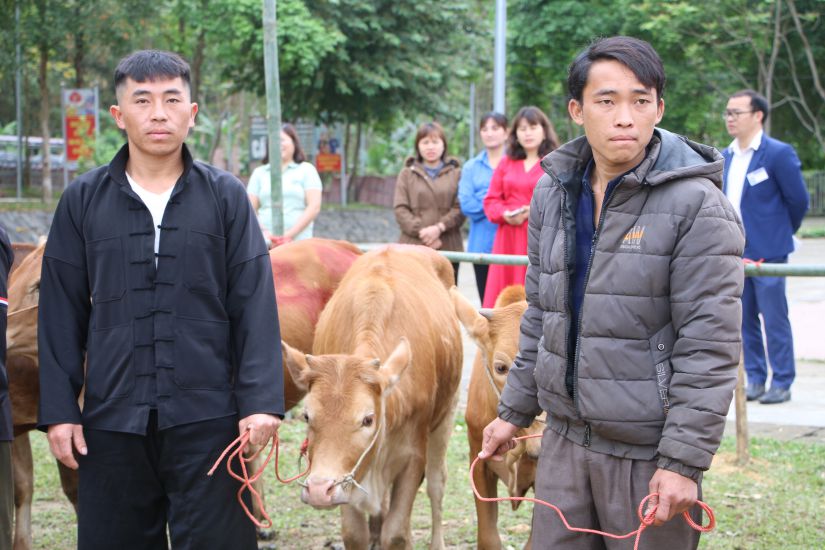 Cows supported by the Golden Heart Charity Fund have created sustainable livelihoods for poor households in Thuong Tan Commune (Bac Me district, Ha Giang). Photo: VAN Tung