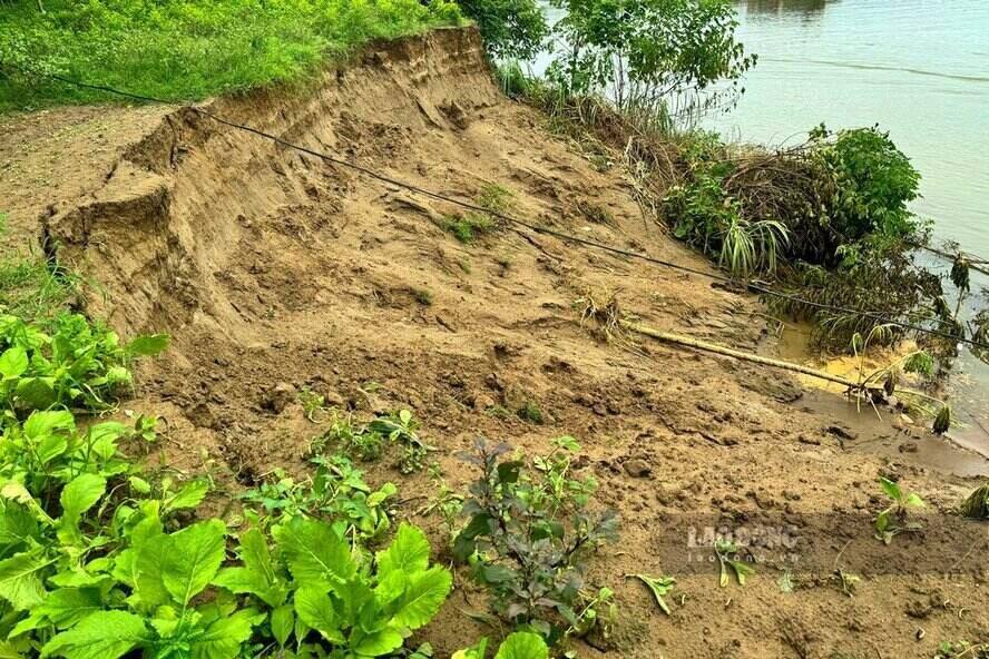 Mr. Tran Xuan Truong - a resident of Area 1, Tien Du Commune - said that his family has cultivated the area of ​​land along the river since 2017. In the dry season, the land expands 30 to 40 meters outside the river bed. The landslide area is above the surface, over 20m long...