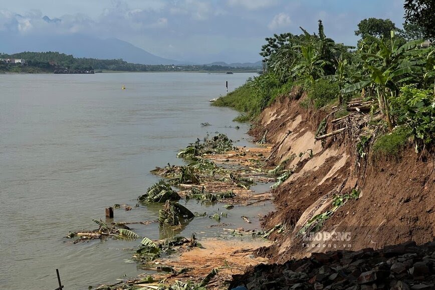 Regarding the Da River, as Lao Dong has informed since the end of June, the river bank belongs to areas 13 and 14, Dan Quyen commune, Tam Nong district, the section adjacent to the foot of Trung Ha bridge (connecting Tam Nong district, Phu Tho province and Ba Vi district). , Hanoi city) landslides occurred.