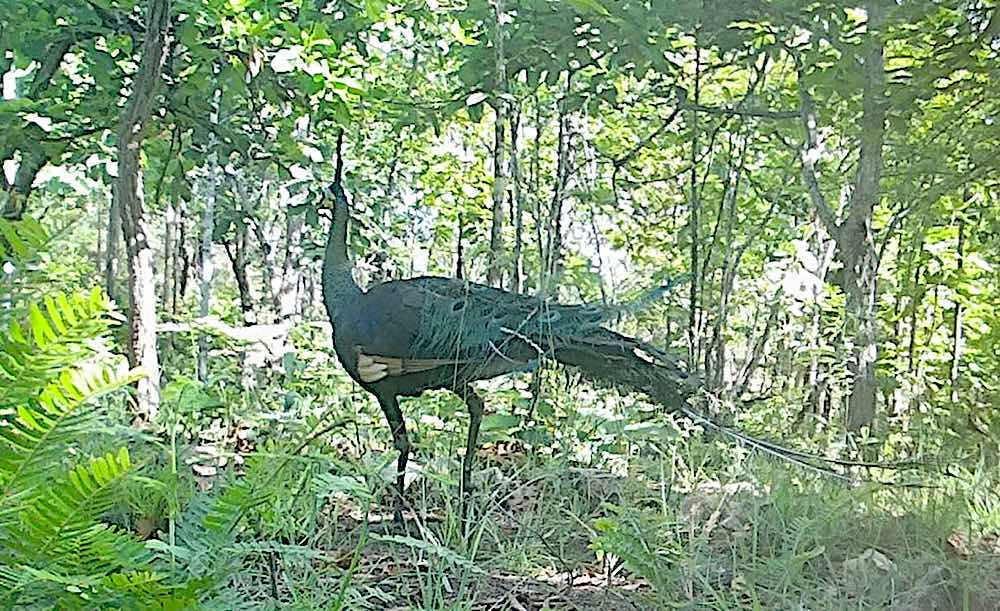 A Peacock was discovered. Photo: CQCN