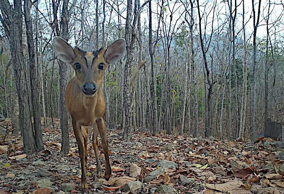 Red-gilled individual. Photo: CQCN