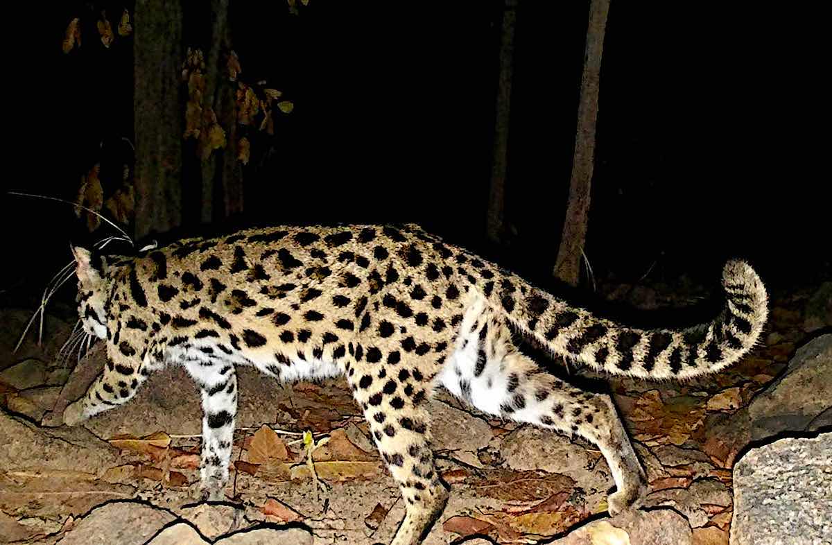 Wild cats in the Song Song - Da Bac protection forest. Photo: CQCN