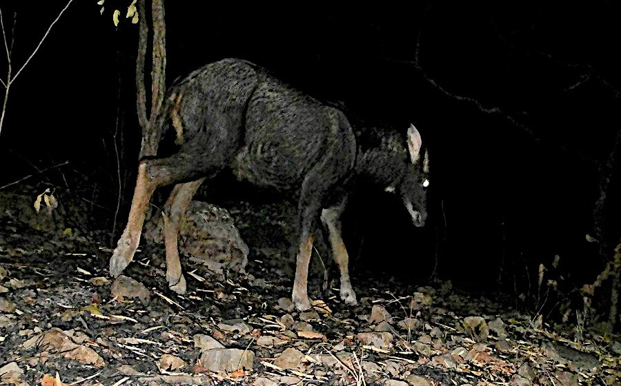 Individual chamois. Photo: CQCN