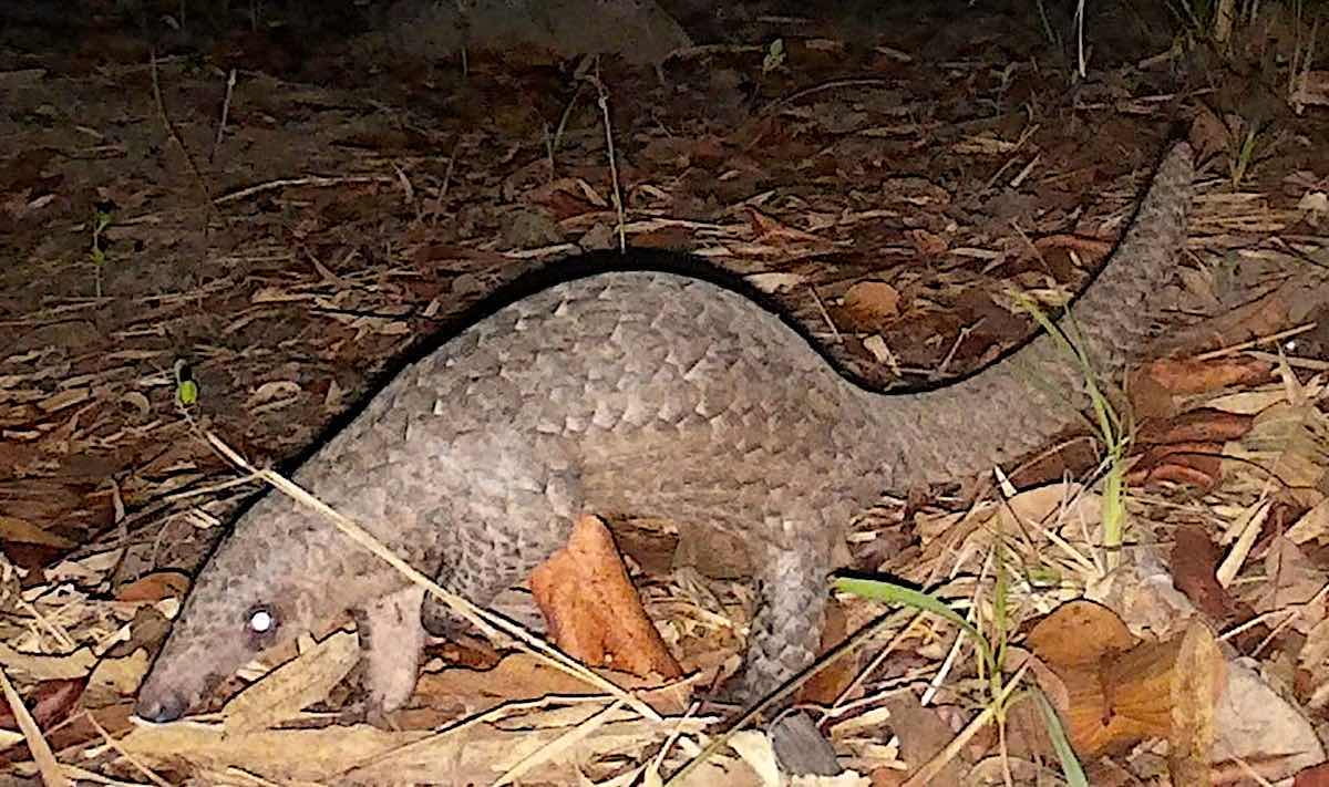 Pangolin java. Photo: CQCN