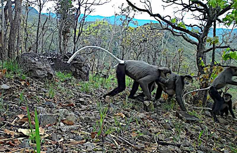 Black-legged douc was discovered when setting camera traps. Photo: CQCN