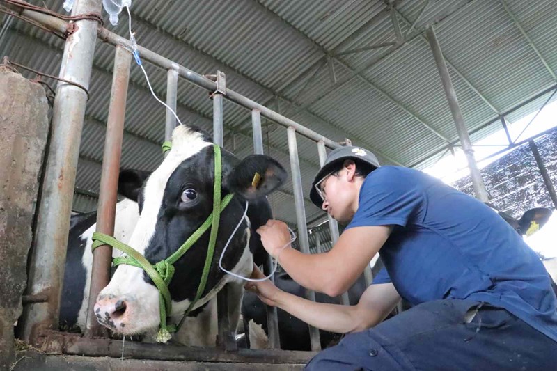 Sau khi được điều trị, nhiều bò sữa ở Lâm Đồng đã khỏi bệnh. Ảnh: Bảo Lâm