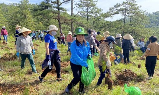 Hơn 500 đoàn viên công đoàn hưởng ứng tham gia trồng 1.000 cây thông ba lá phủ xanh thành phố Đà Lạt. Ảnh: T.LINH