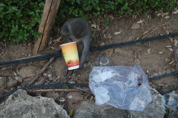 Monkeys rummage around in there looking for food. Photo: Nguyen Linh