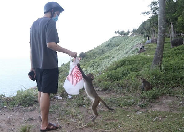 Tourists feed monkeys. Photo: Nguyen Linh