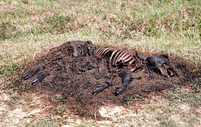 Nguyên nhân chính dịch tả lợn châu Phi xuất hiện ở Quảng Bình được cho là chăn nuôi không đảm bảo an toàn phòng chống dịch bệnh. Ảnh: Công Sáng