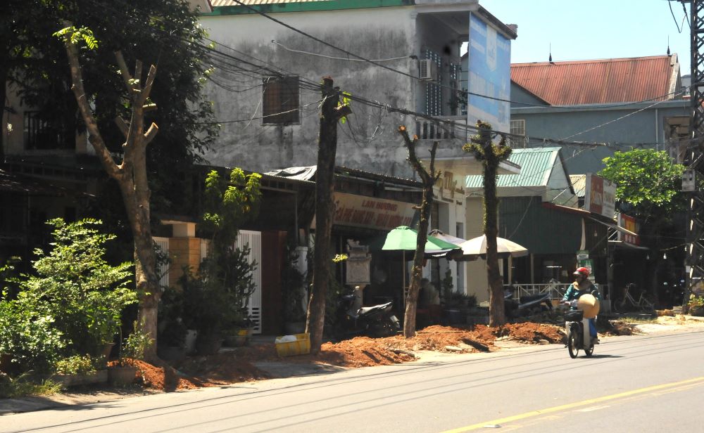 Hàng cây xanh trên vỉa hè Quốc lộ 9 bị cắt cành ngọn, di dời đi nơi khác. Ảnh: Hưng Thơ.