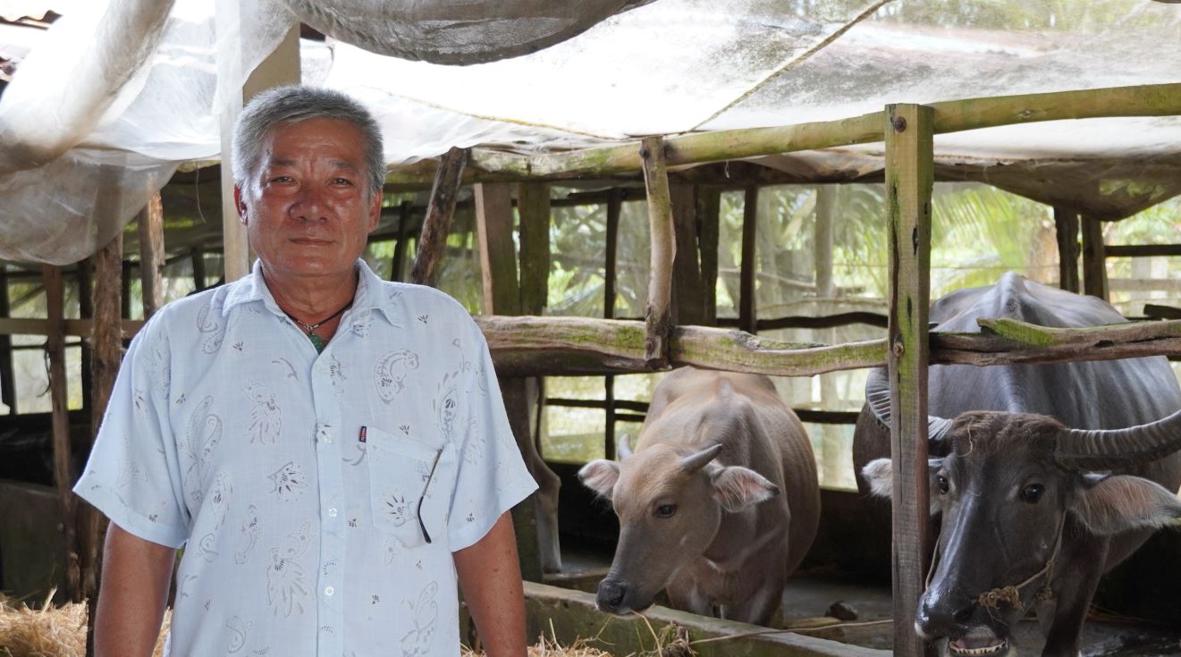 Nông dân Sóc Trăng làm giàu từ nuôi trâu