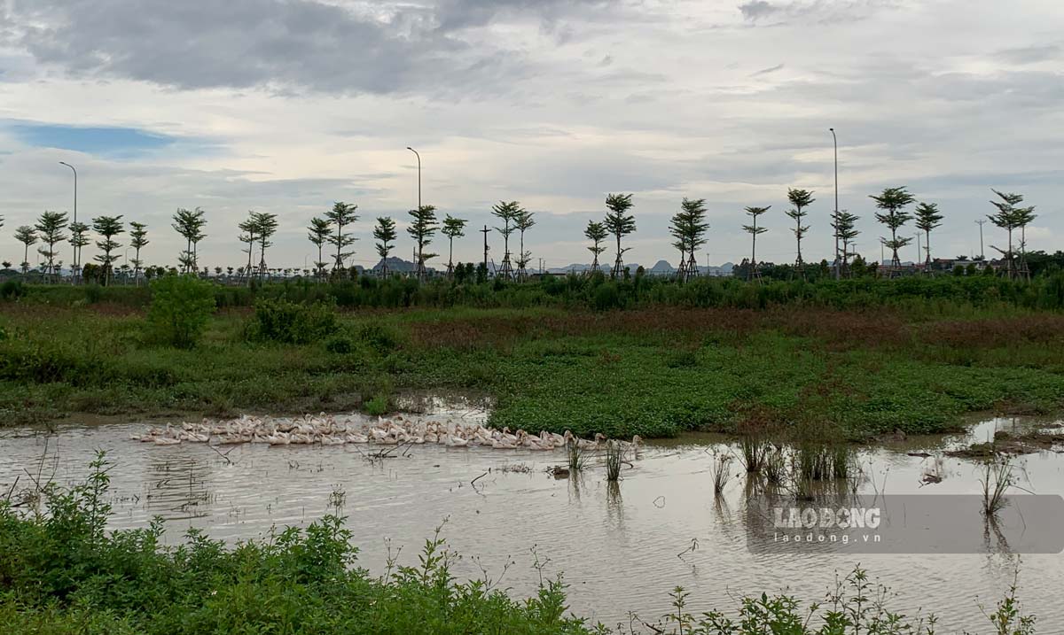 The project campus is overgrown with grass, becoming a place to graze buffaloes, raise ducks,... Photo: Ha Vi