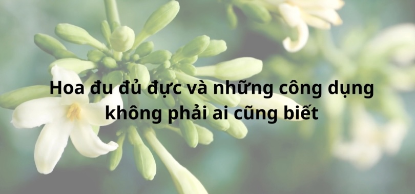 Công dụng từ hoa đu đủ đực mà không phải ai cũng biết, trong đó có giảm cân. Đồ hoạ: Hương Giang 