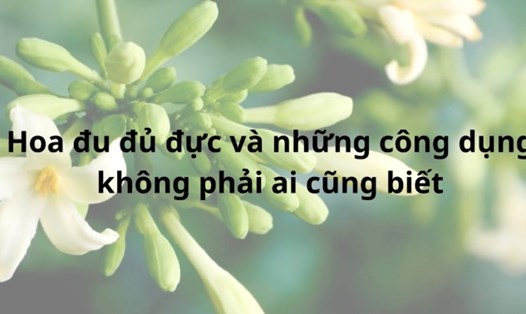 Công dụng từ hoa đu đủ đực mà không phải ai cũng biết, trong đó có giảm cân. Đồ hoạ: Hương Giang