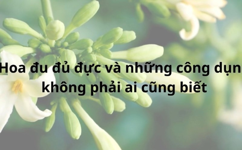 Công dụng từ hoa đu đủ đực mà không phải ai cũng biết, trong đó có giảm cân. Đồ hoạ: Hương Giang