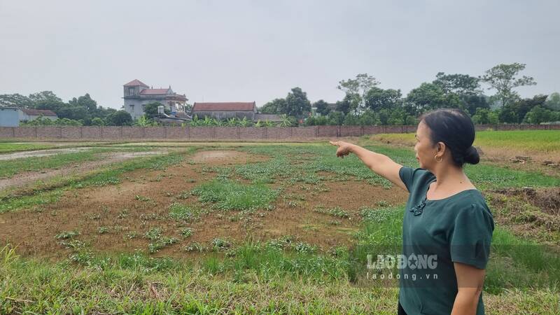 Máy bay rải hóa chất tàn phá hoa màu. Ảnh: Lam Thanh