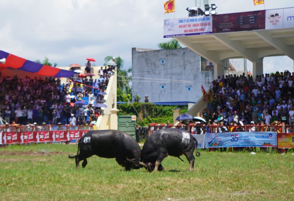 Hải Phòng giữ nguyên giải thưởng lễ hội chọi trâu truyền thống 2024. Ảnh: Mai Dung