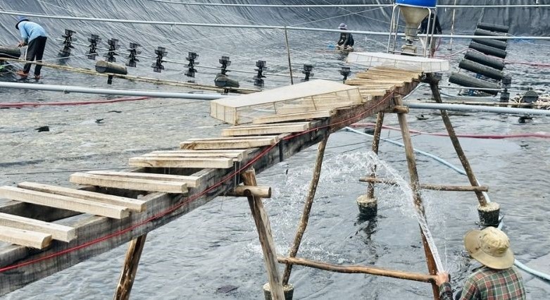 Super-intensive shrimp harvesting in Ca Mau, despite achieving productivity, prices have hit rock bottom so farmers are not profitable. Photo: Nhat Ho