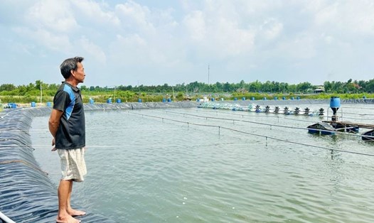 Người dân Cà Mau nhìn ao tôm sau thu hoạch không dám thả nuôi vị sợ lỗ. Ảnh: Nhật Hồ