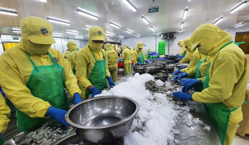 Export seafood processing factories in Ca Mau say they sympathize with farmers but find it difficult to increase prices because Vietnamese shrimp faces competition in the US and European markets. Photo: Nhat Ho