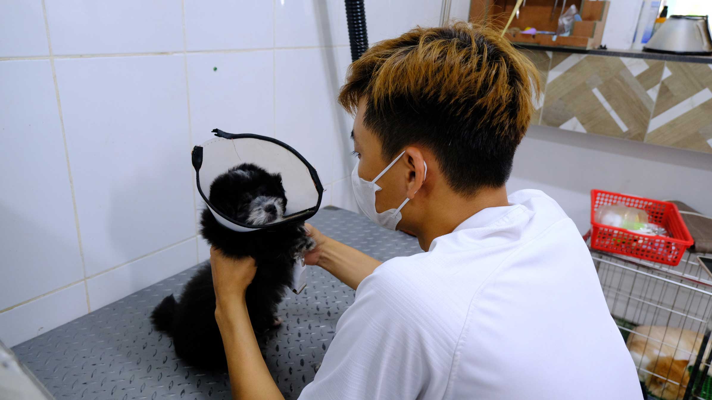 Pet care service is available. Photo: My Ly