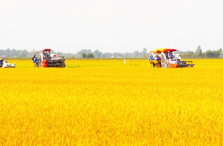 The project to develop 1 million hectares of high-quality rice is currently being piloted in 5 provinces and cities in the Mekong Delta. Photo: Agribank