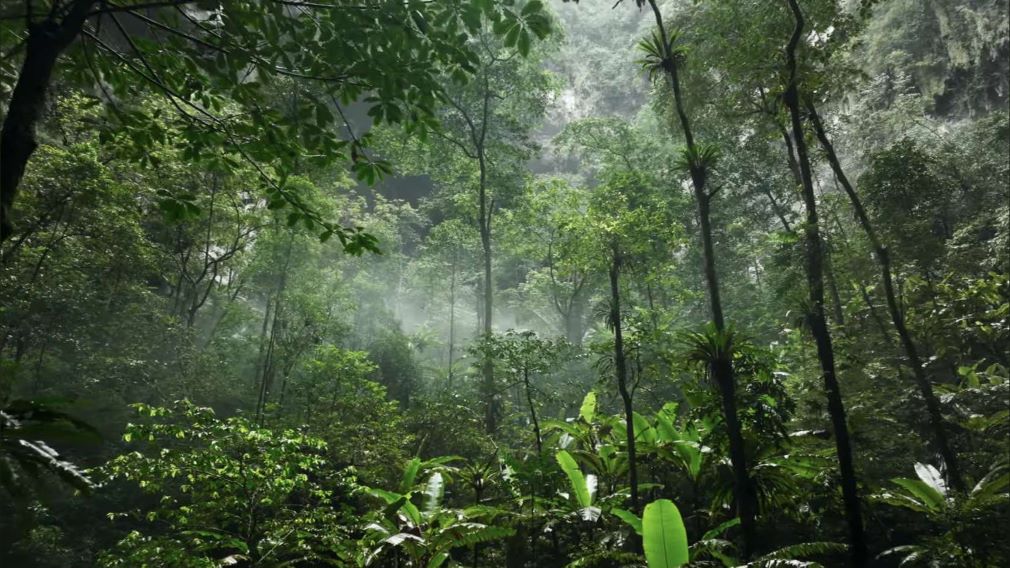 Son Doong Cave was introduced in a British nature documentary. Photo: Cut from video