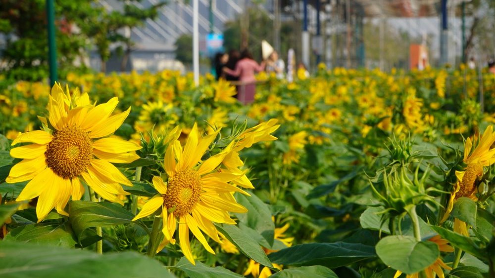 Pile of sunflowers. Photo: Mr. Tu.