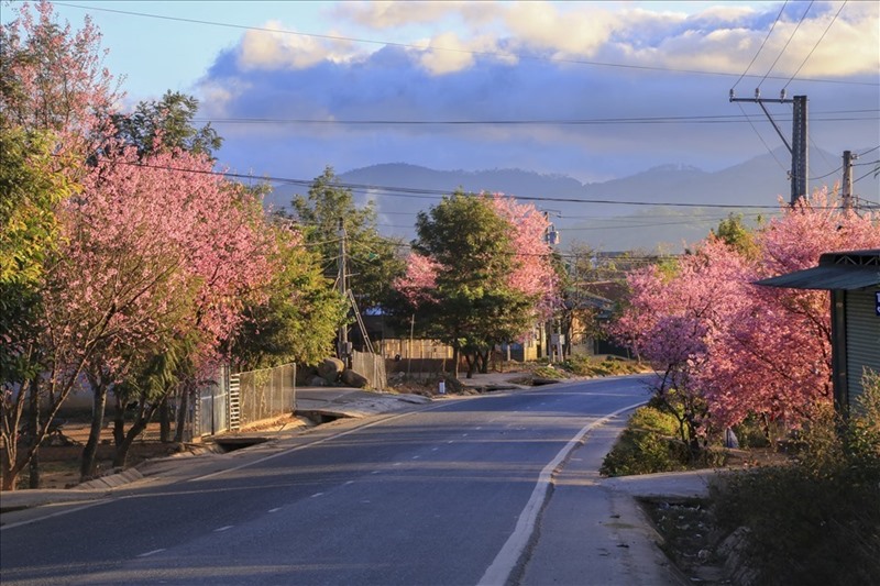 Cherry blossoms on a small street in Da Lat. Photo: Ho Quoc