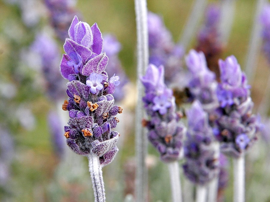 Majestic flowers are also known as lavender flowers. Photo: Thuy Trang.