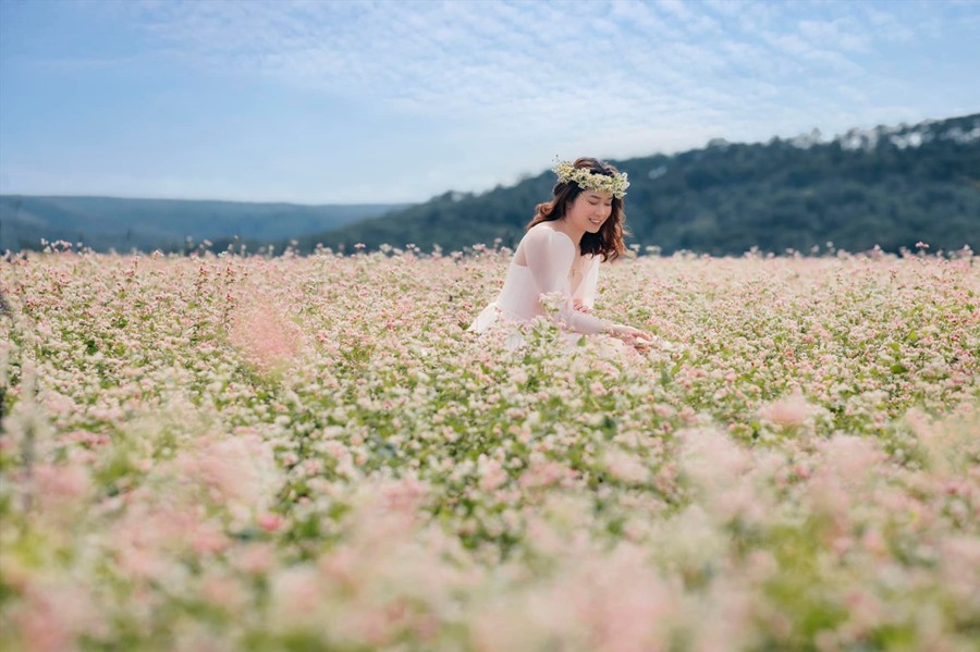 Buckwheat flower field. Photo: Dong Ngo.