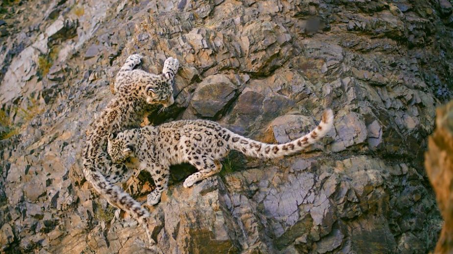 Two snow leopard cubs (Panthera uncia) play in the rugged mountains of the Gobi Desert, Mongolia. (Photo: © BBC Studios)