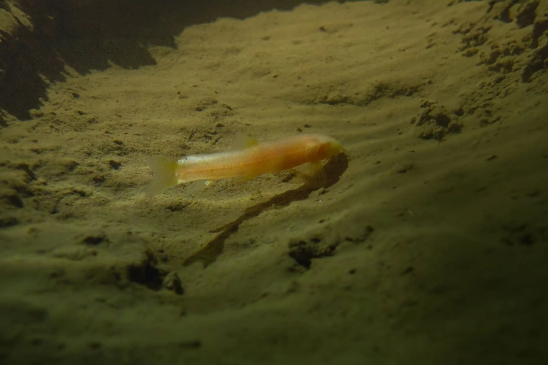 The fish was filmed in Son Doong cave. Photo: Cut from video