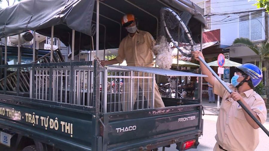 The authorities of Gia Lai province deployed troops to handle and capture dogs roaming the streets. Photo: Thanh Tuan